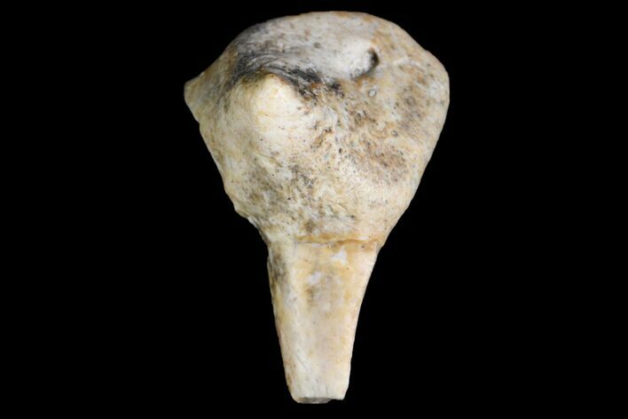Fossil Shark (Xenacanthus) Tooth - Texas #136327